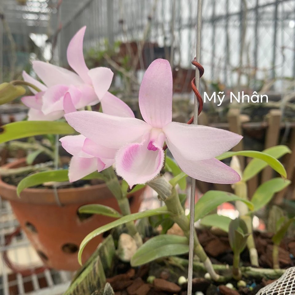 Cây Giống Dã Hạc Hồng Mỹ Nhân Cây 52 chậu to thân 8- 12cm