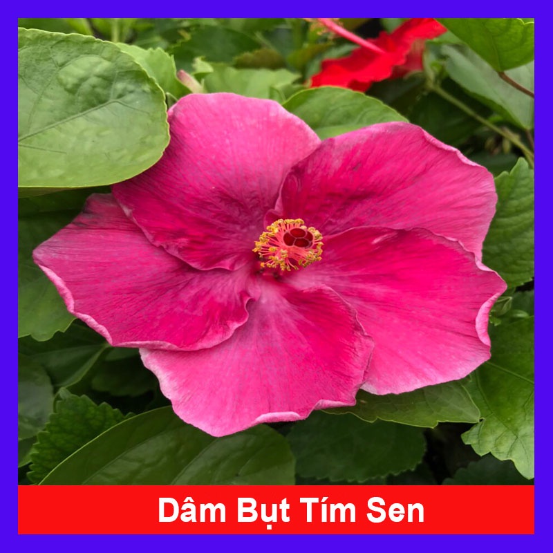 Cây hoa dâm bụt tím sen (cánh đơn) - cây cảnh sân vườn - caykiengsadec