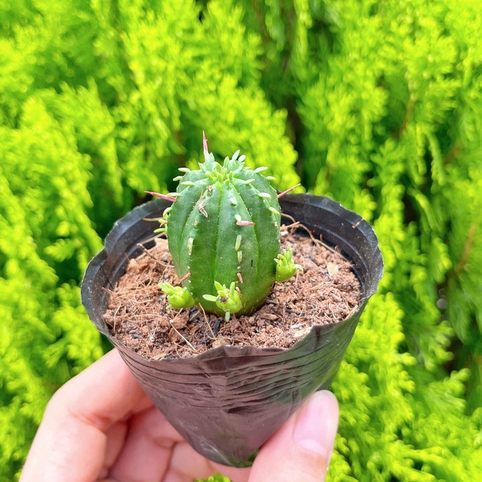 Sen đá mủ đục 3-5cm - vườn sen đá
