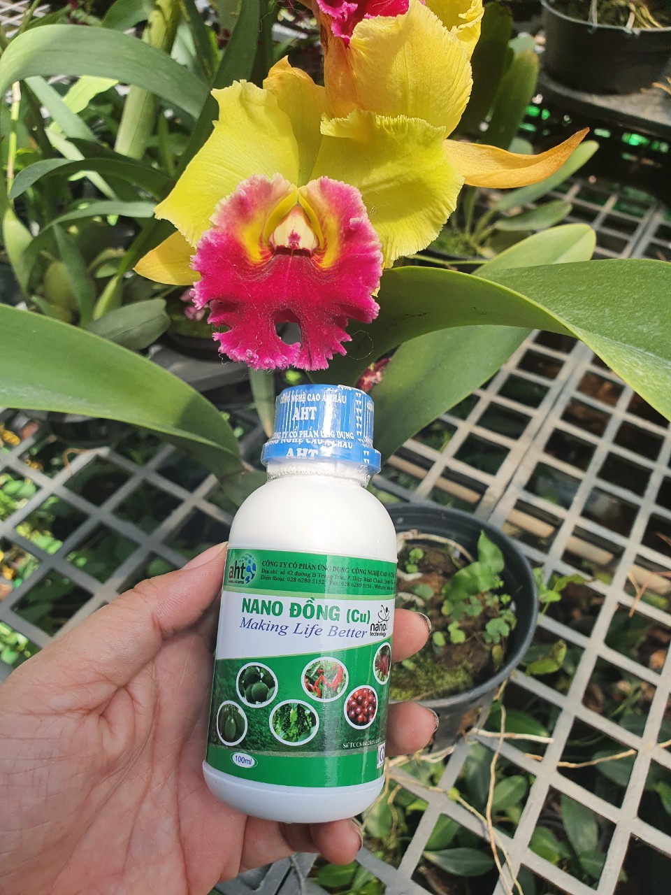 Phân bón Nano đồng 100ml- Đặc trị các loại nấm cây - Mai Huy