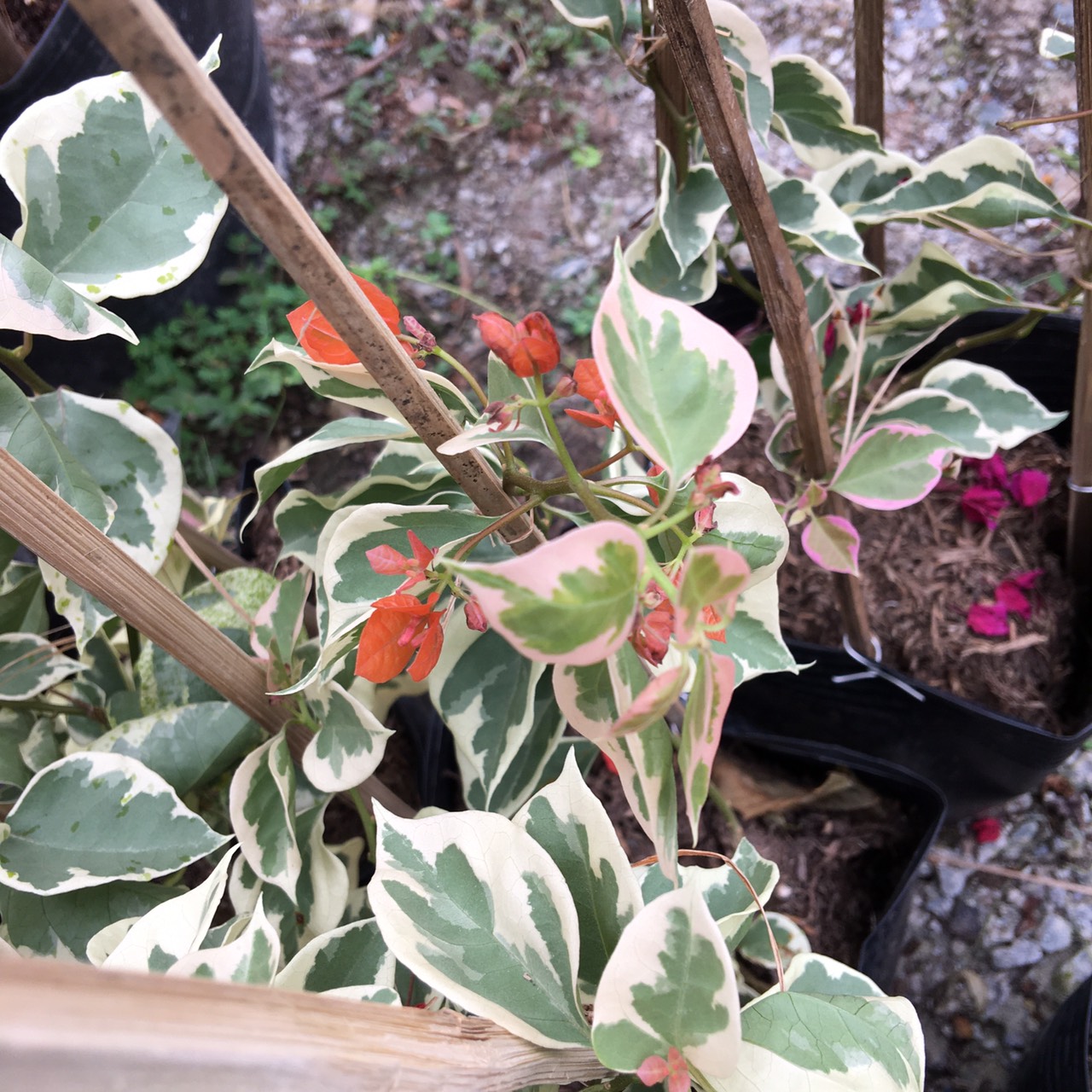 Cây bông giấy cẩm thạch cây hoa giấy lá bạc hoa giấy đột biến cây hoa giấy var - Bougainvillea Var