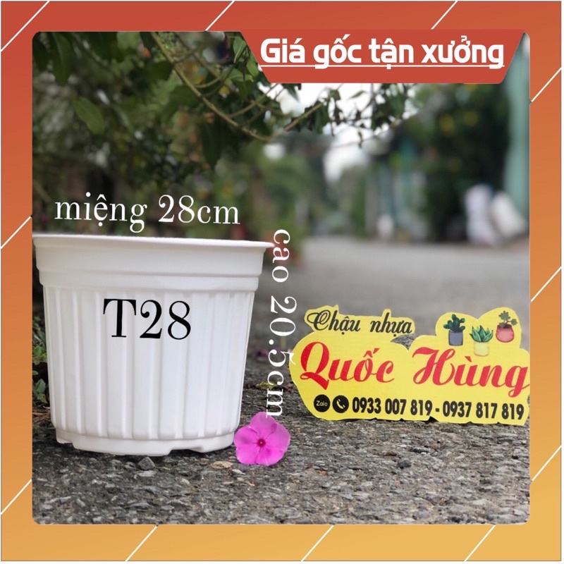 Combo 10 chậu nhựa trắng T28 trồng xương rồng - Sen đá -cây mini