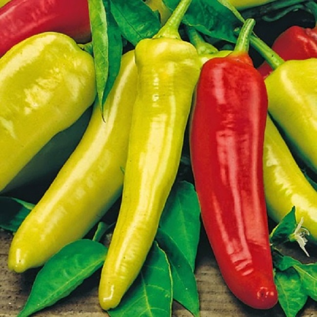 Hạt Giống Ớt sừng vàng lai Châu Phi F1 - 05g