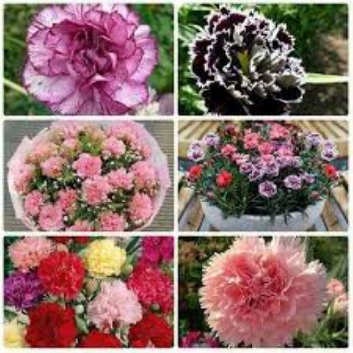 hạt giống hoa  cẩm chướng kép gói 100 hạt mua từ 50k tặng 2 sản phẩm