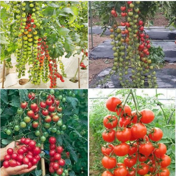 Hạt giống cà chua bi dây quả đỏ - ( 30 hạt/gói )