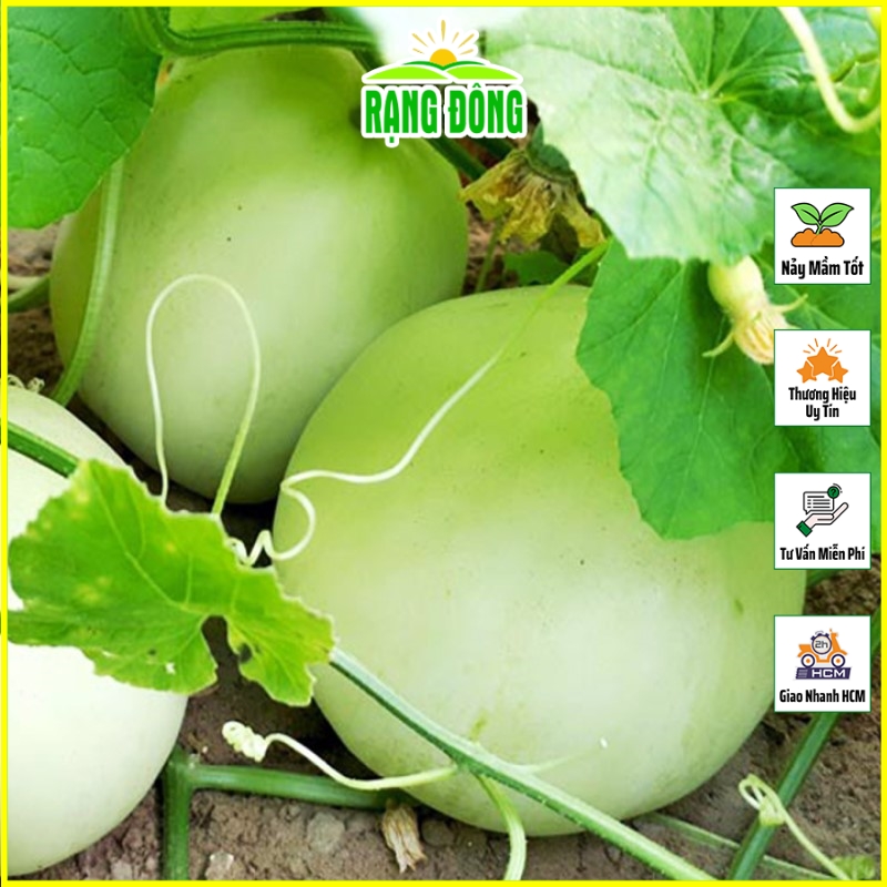 Hạt giống Dưa Lê POPOCA Siêu Ngọt Trái To, Trồng Được Quanh Năm, Dễ Chăm Sóc (gói 0,5 gram) - Hạt giống Rạng Đông