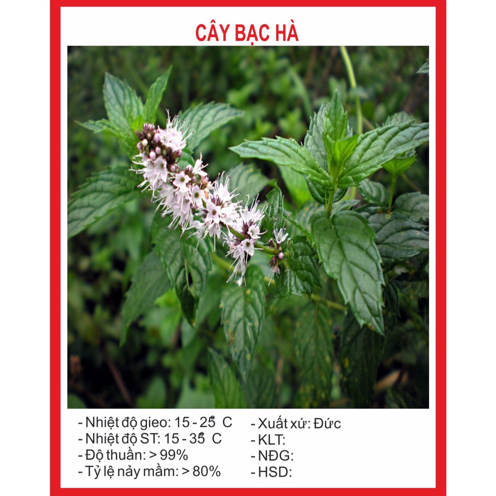 Hạt giống cây bạc hà 100 hạt