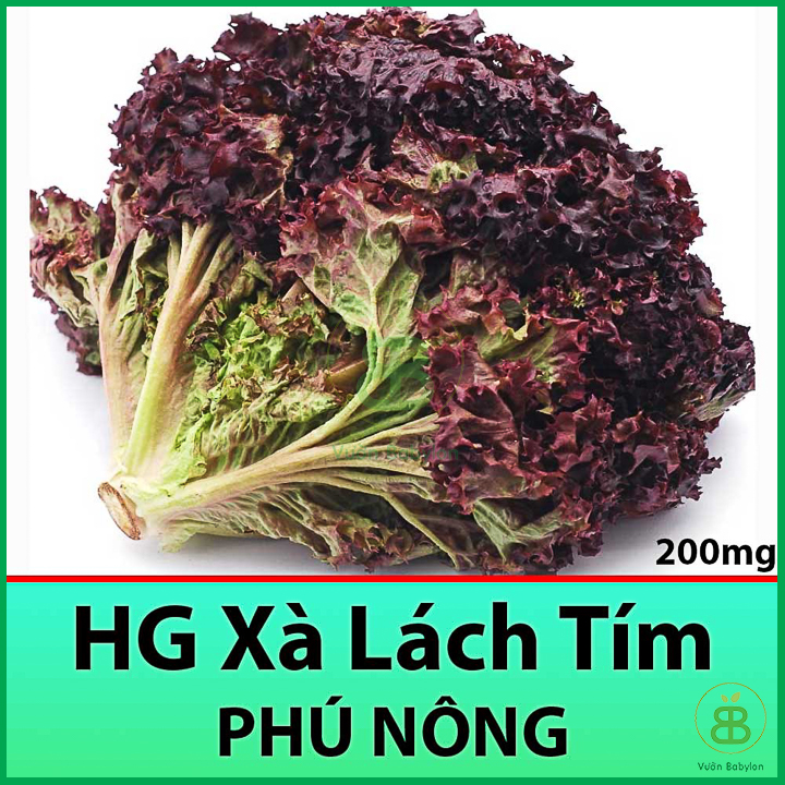 Hạt Giống Rau Xà Lách Xoăn Tím Cao Sản 2Gr