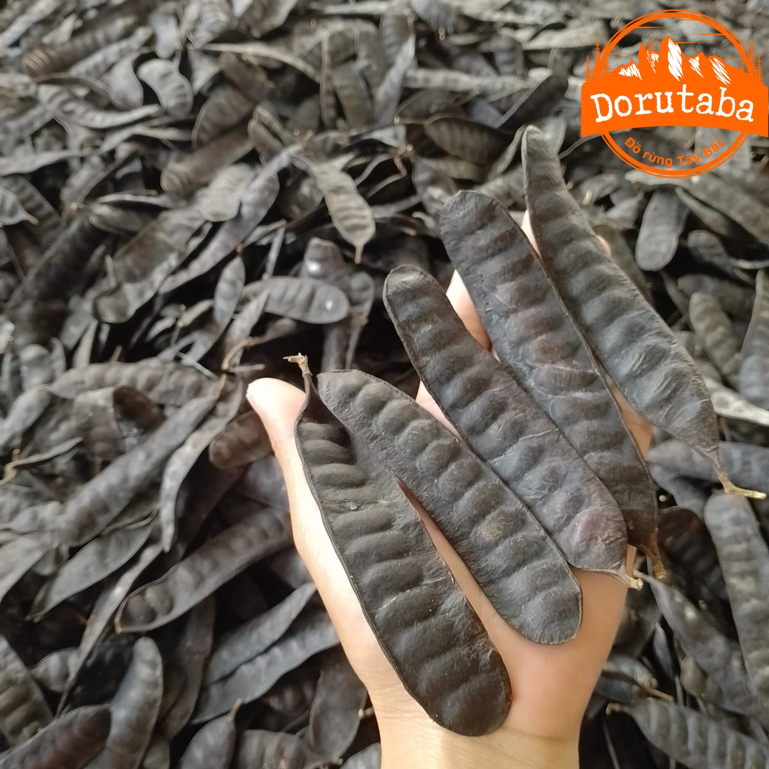 Quả bồ kết, trái bồ kết rừng phơi khô gội đầu, xông nhà loại 1 1kg. Bồ kết thảo dược vùng núi cao Tây Bắc