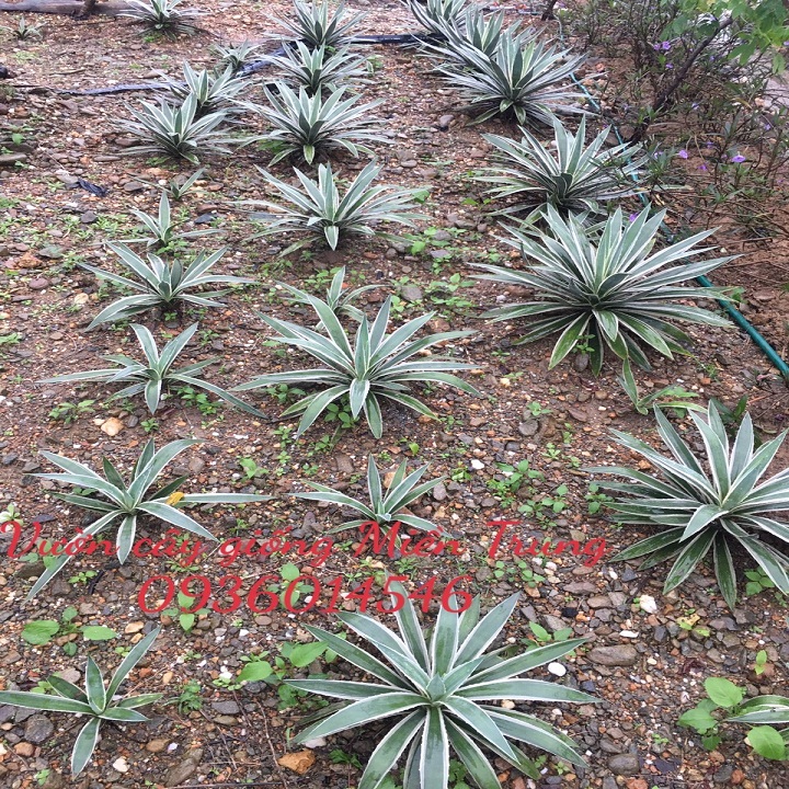 Cây dứa Agao- Dứa cảnh size 40cm