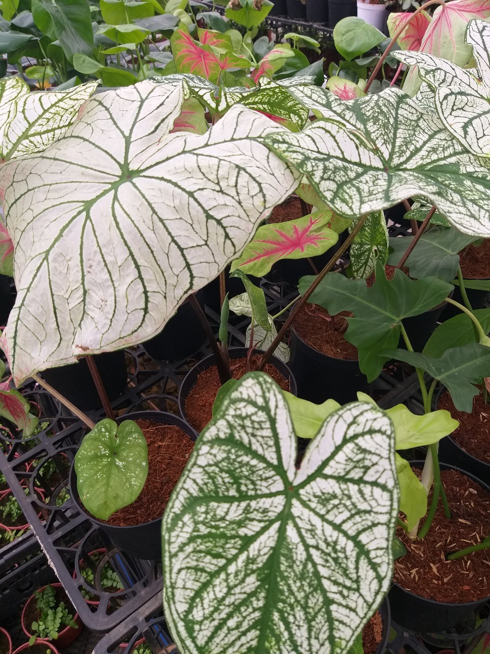 Môn Alocasia White chirstmas
