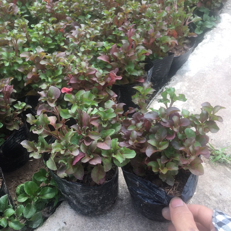 Cây diệu đỏ