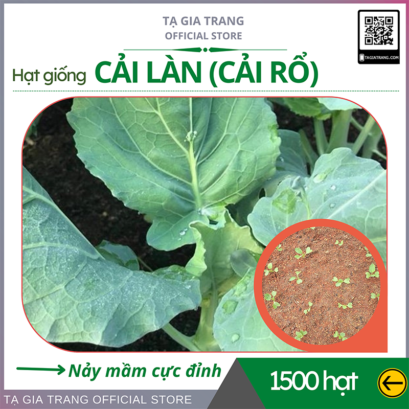 Hạt giống rau cải làn (cải rổ) hoa vàng - Gói 5gr =1000 hạt