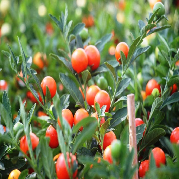 Cây Ớt Tròn Cảnh Siêu Đẹp