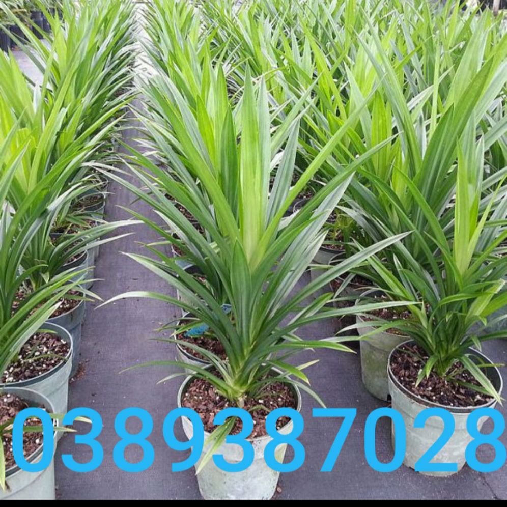 Cây lá dứa giống,2 cây cao 40 cm