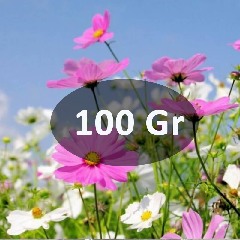 100Gr hạt giống hoa sao nhái mix nhiều màu