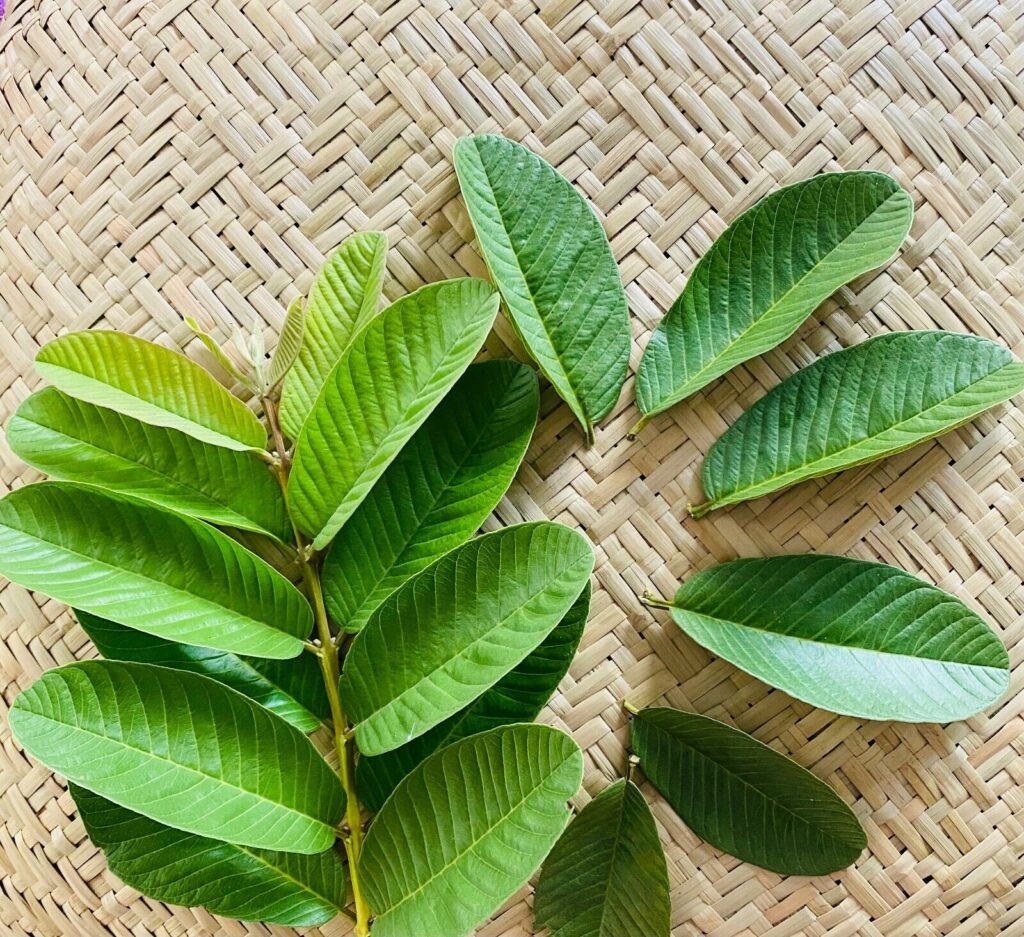 Lá ổi tươi 1kg cây của nhà khách đặt mới hái