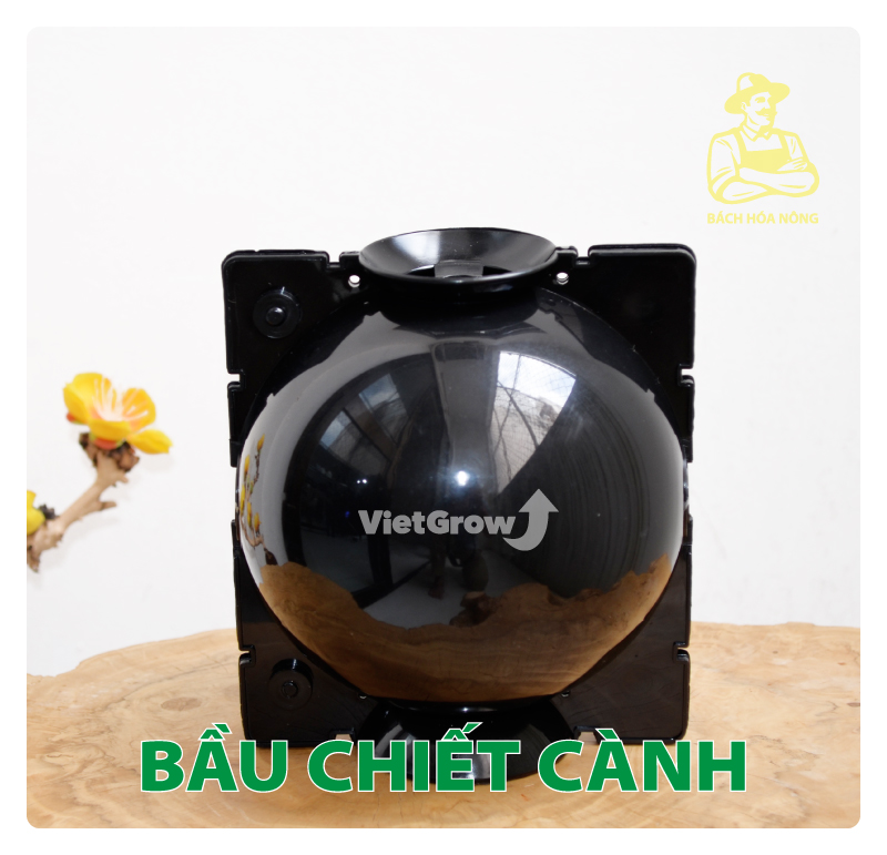 Combo 3 bầu chiết cành croco - size l , màu đen