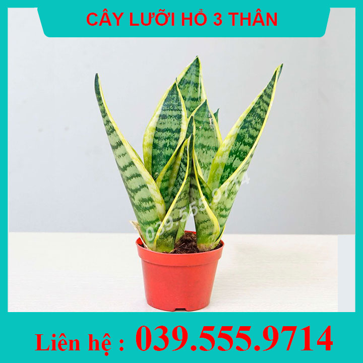 Cây cảnh lưỡi hổ chậu nhựa để bàn 3 thân - cây nội thất, cây lọc không khí