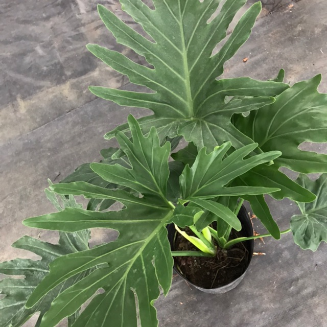 Trầu bà thanh xuân lá lớn 25-35cm, cây cao 40cm-55cm, rễ nhiều to khoẻ, dễ sống