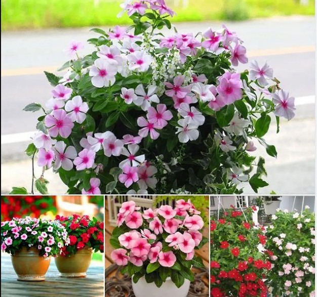 Hạt giống hoa dừa cạn đứng mix gói 50 hạt - tghg