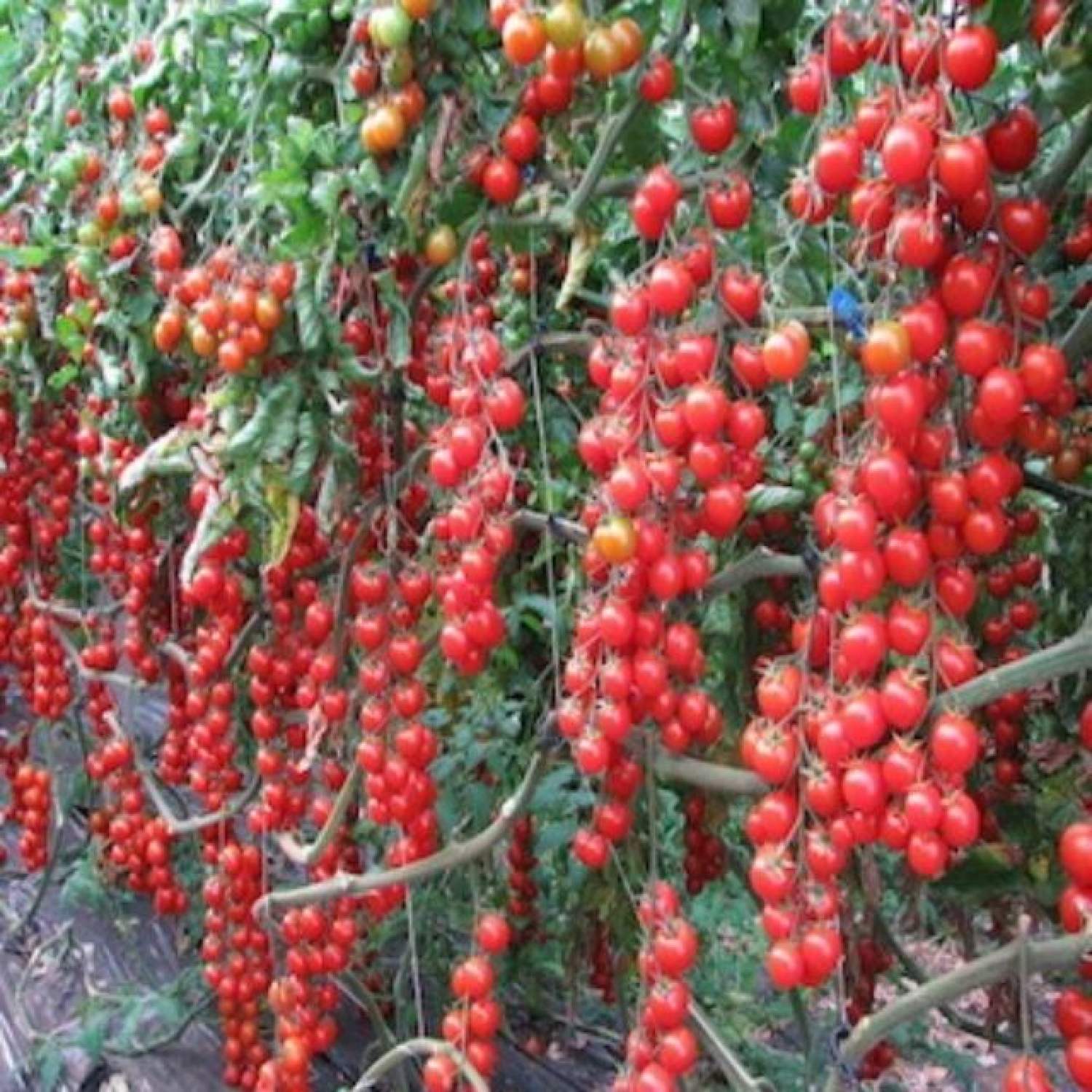 Ma127 gói hạt giống cà chua bi siêu quả