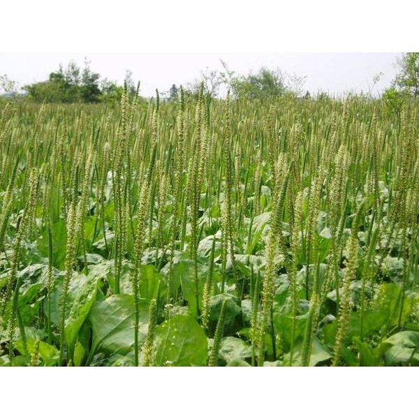 Cây Mã Đề - Chậu Rau Dược Liệu