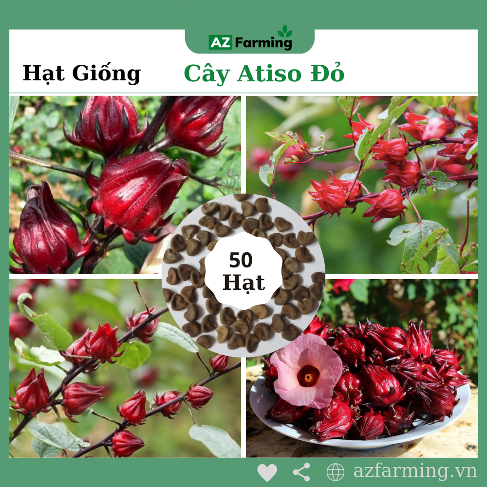 Hạt giống atiso đỏ - gói 50 hạt - az farming