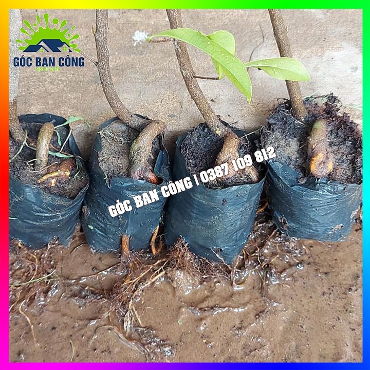 Combo 10 cây mai con quấn rễ hình thú