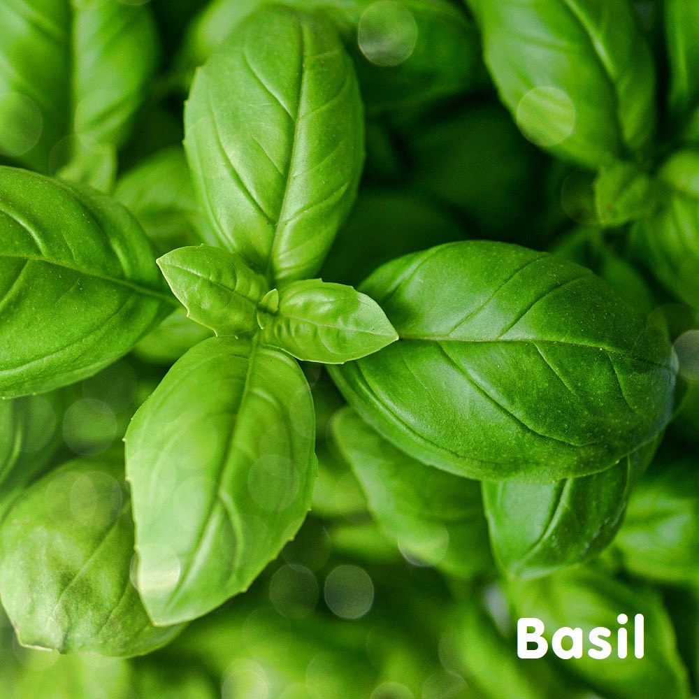 Tinh dầu húng tây Basil và Sweet Basil Essential Oil