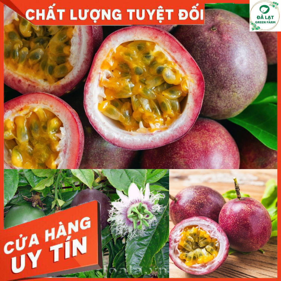 30h_hạt giống chanh dây