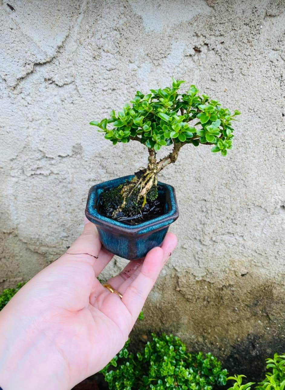 Sam hương bonsai mini size 10cm TẶNG  phân tan chậm
