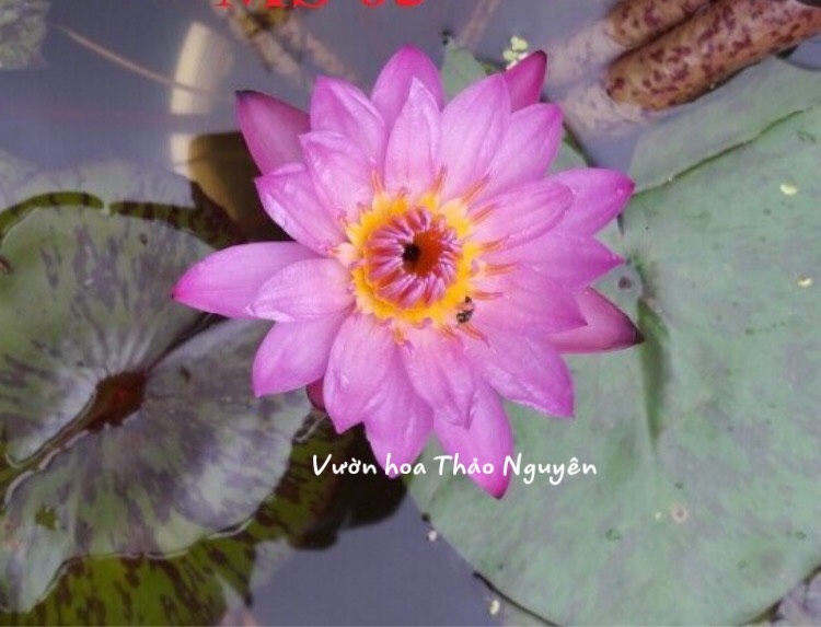 [RẺ VÔ ĐỊCH] Cây hoa súng Thái Lan màu hồng Đ-07