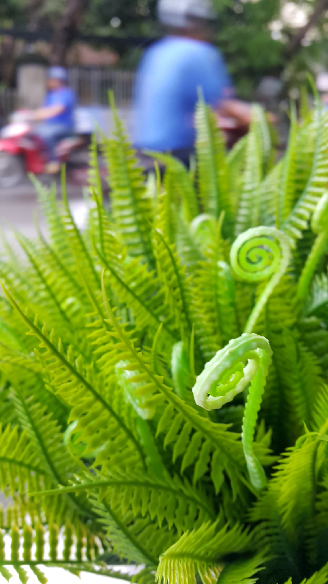 [HCM]1 bụi Dương xỉ móc câu - Dương xỉ dấu hỏi giả 6 nhánh - Hoa giả - Hương Flower