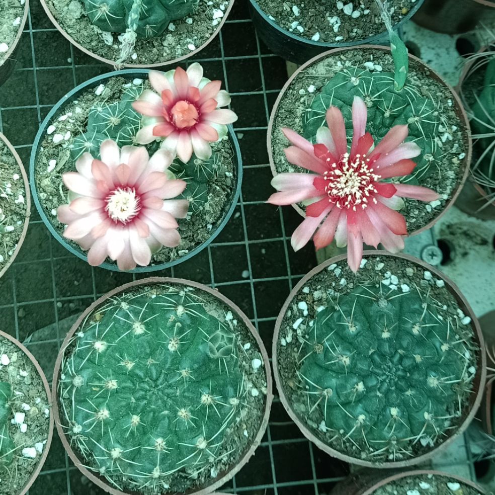 xương rồng thần long 3-4cm