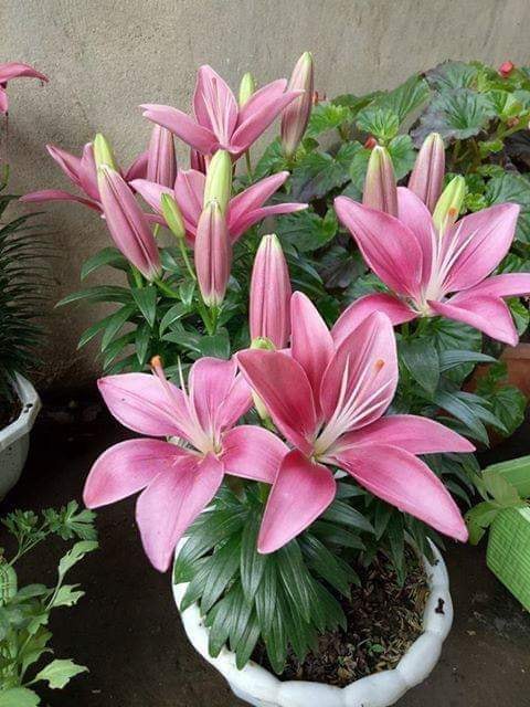 Bộ 5 củ giống hoa ly lùn hoa màu hồng - 35 ngày có hoa