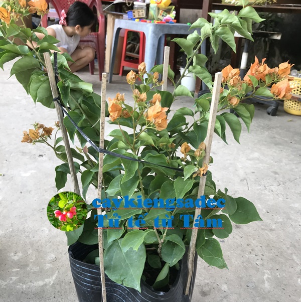 caykiengsadec - Hoa giấy cam+ tặng phân bón - hoa kiểng lá - cây phong thủy - trang trí nội thất
