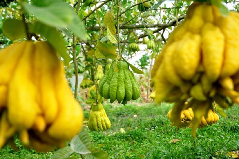 CÂY PHẬT THỦ - QỦA ĐẸP - Ý NGHĨA - CÂY GIỐNG GIÁ TRỊ KINH TẾ CAO