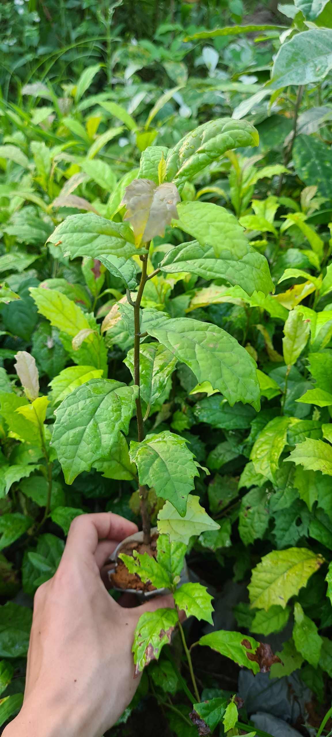 combo 20 cây xạ đen giống