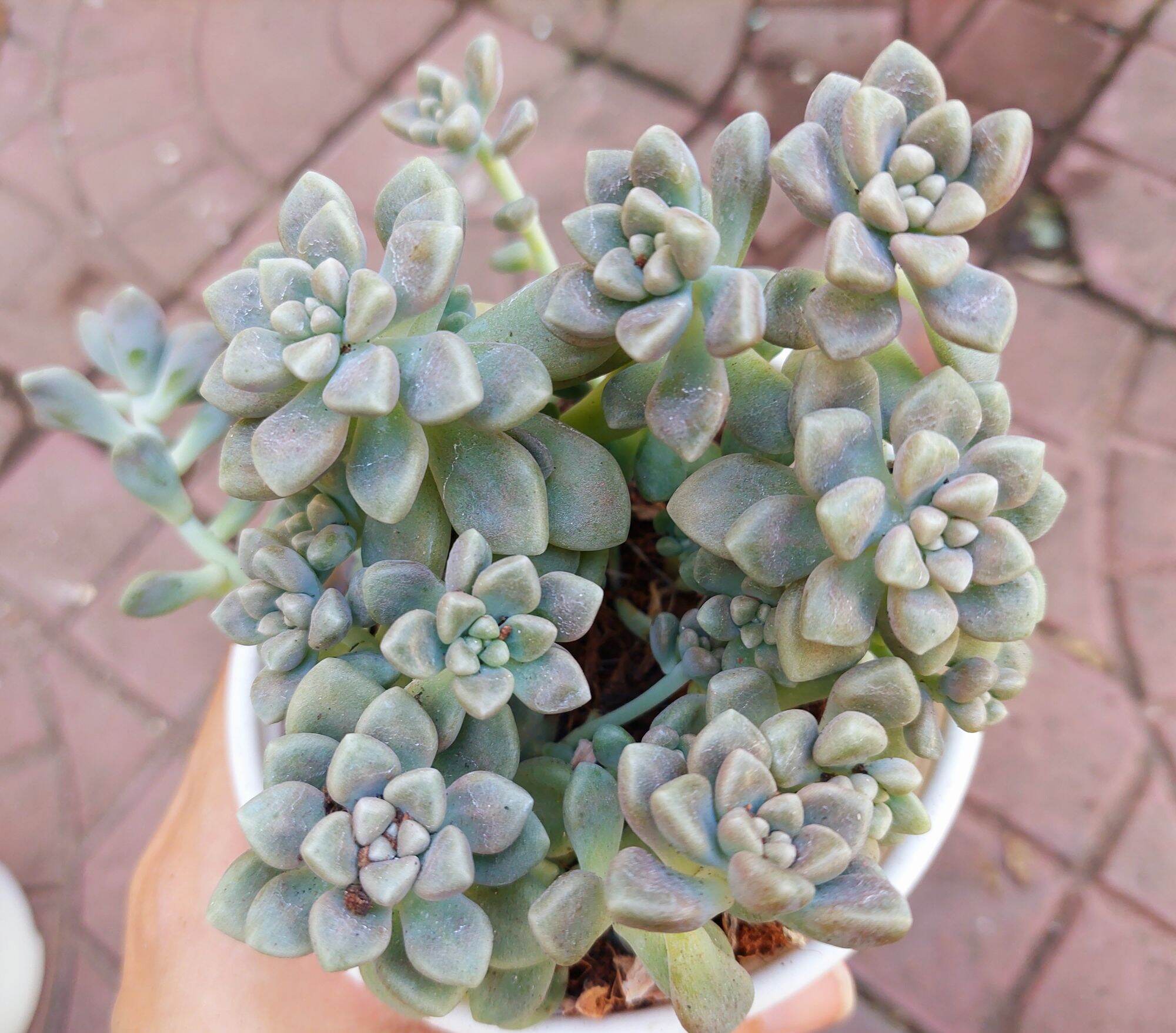 Sen đá kim tuyến size trung