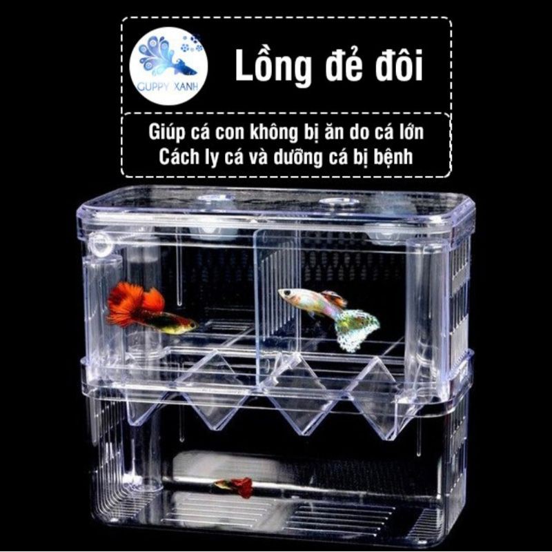 Lồng đẻ cho cá cảnh guppy - lồng tách và dưỡng bệnh - đủ size