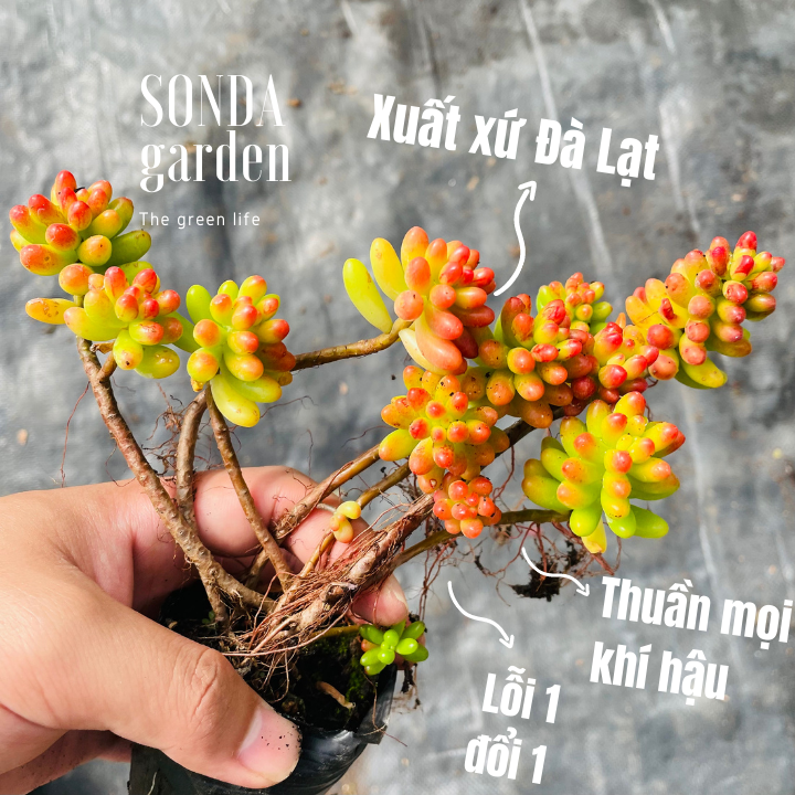Sen đá thạch ngọc đỏ cổ thụ full nắng mưa size bé siêu khoẻ đẹp lỗi 1 đổi 1