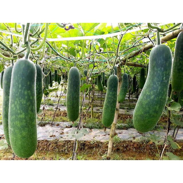Hạt giống bí đao xanh f1 siêu quả_hạt giống nông nghiệp 1 vn