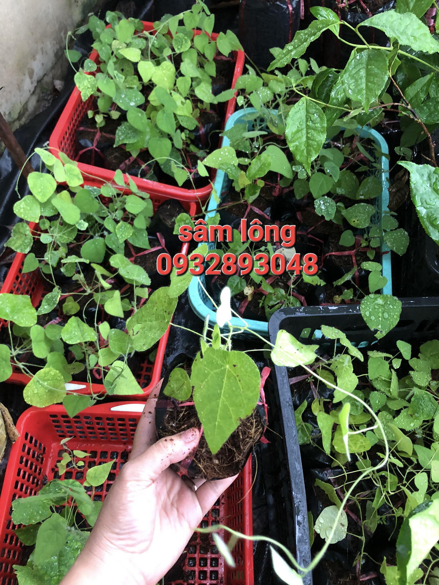 Cây giống sâm lông