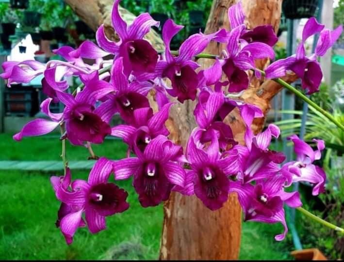 Dendro nắng lưỡi bò tím siêng hoa