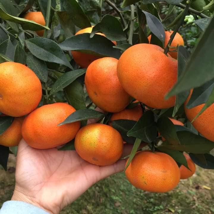 Cam đường canh siêu trái cây f1