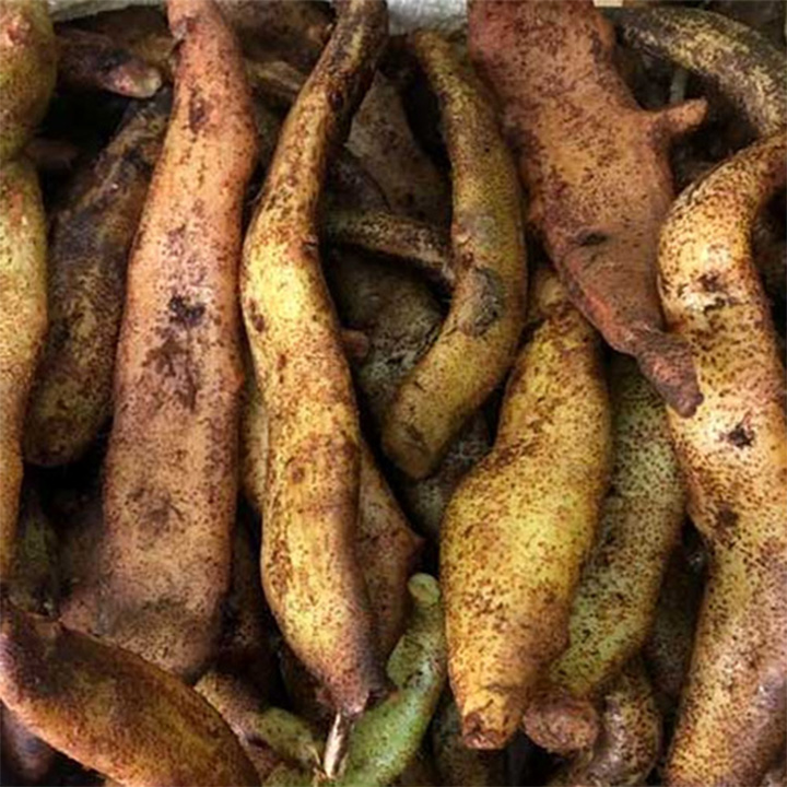 Củ tắc kè đá khô 1kg