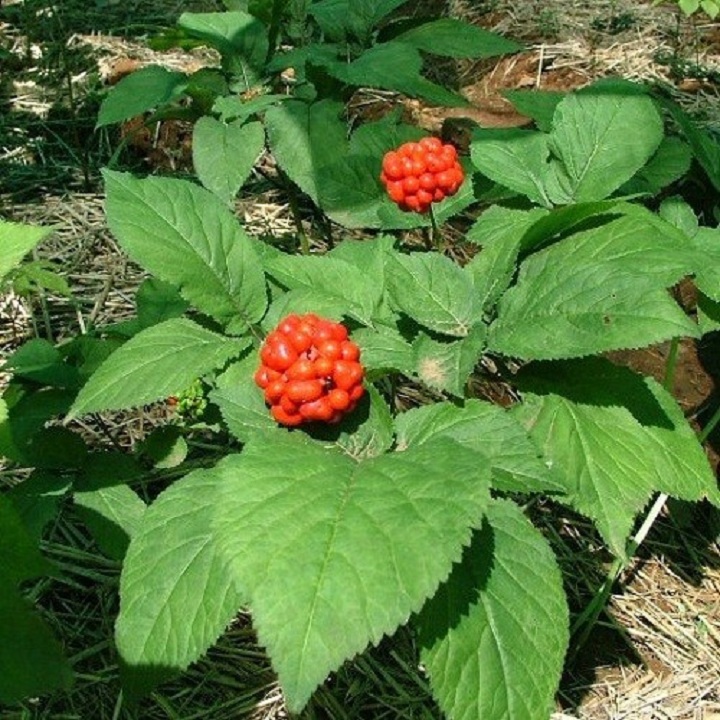 Cây giống tam thất bắc khỏe đẹp