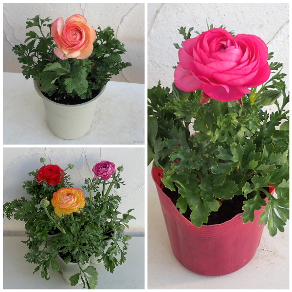 Combo 3 củ giống hoa hồng mao lương mix màu ( 3 củ - kèm 3 viên nén ươm củ )