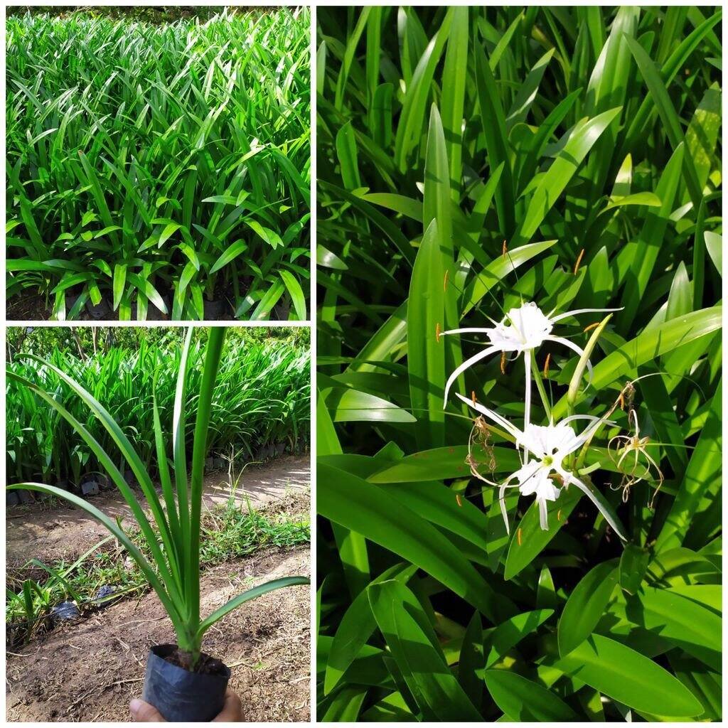 Cây giống cây Bạch Trinh Biển , được cố định trong thùng hàng, đảm bảo tươi nguyên